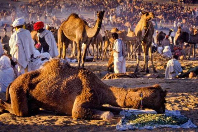 5 days golden triangle tour package with pushkar