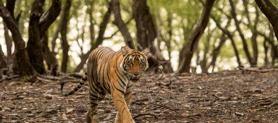 Ranthambore 